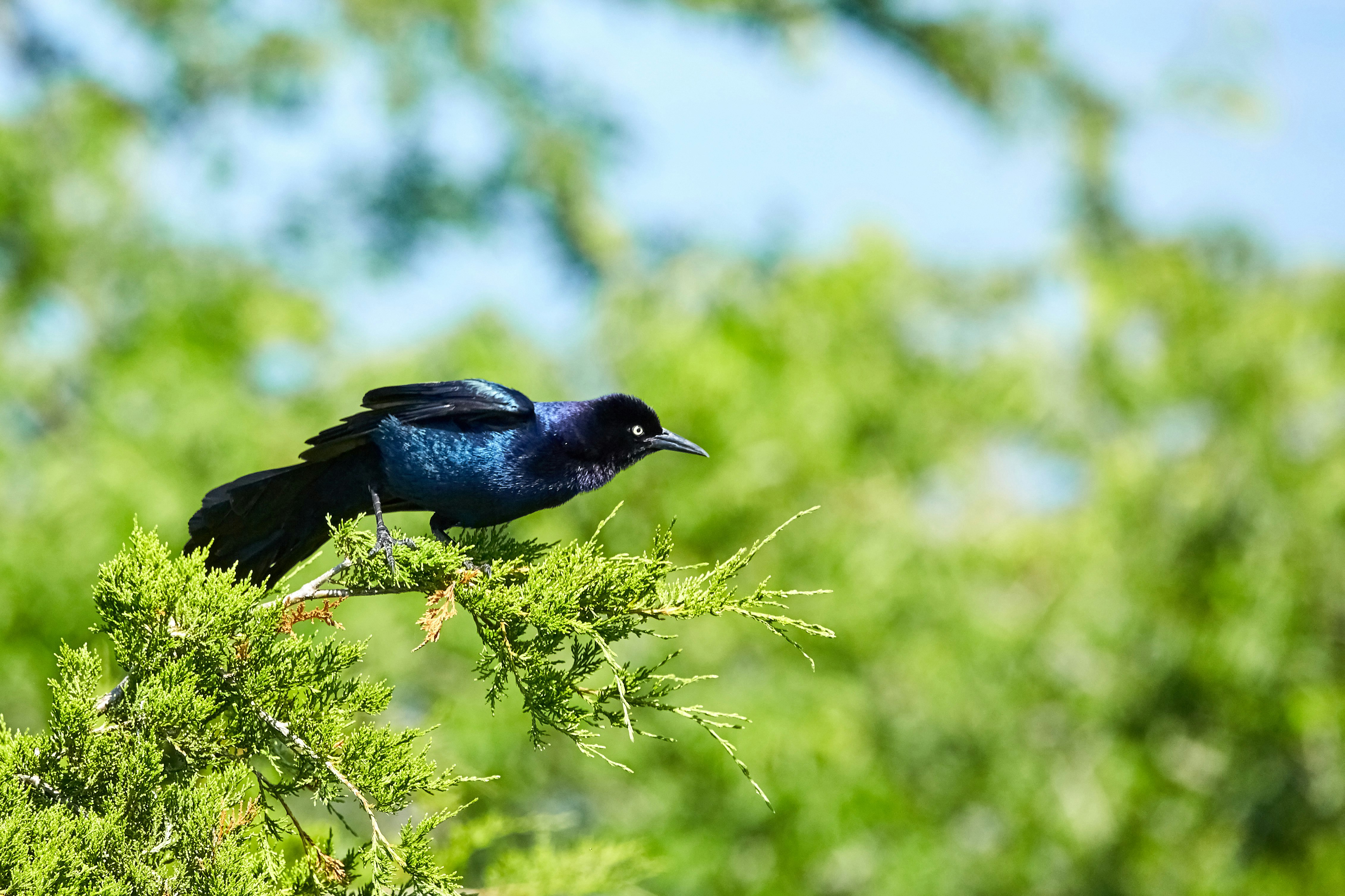 black bird on brown plant during daytime